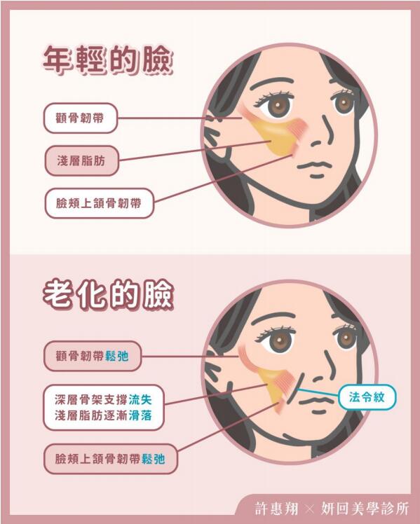 老化解剖對比圖